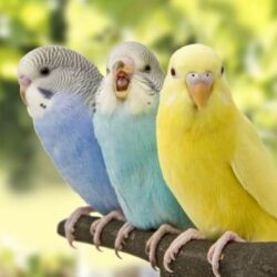 Birds