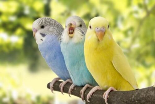 Birds Birds
