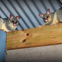 possum-on-roof