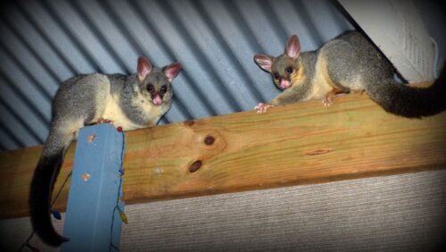 possum-on-roof possum-on-roof