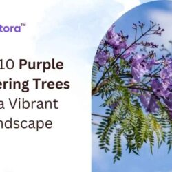 Featured-image-of-Purple-Flowering-tree (1)
