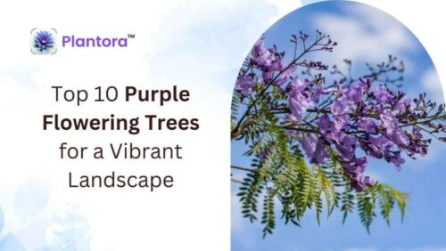 Featured-image-of-Purple-Flowering-tree (1) Featured-image-of-Purple-Flowering-tree (1)
