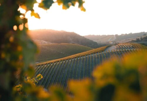 Paso Robles wine country Paso Robles wine country