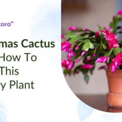 christmas-cactus-care (1)