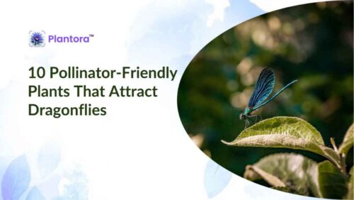 pollinator-friendly (2) pollinator-friendly (2)