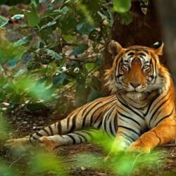 Ranthanmbore national park