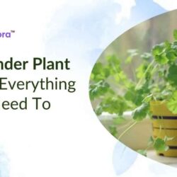 coriander-plant-care (2)