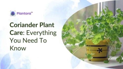 coriander-plant-care (2) coriander-plant-care (2)