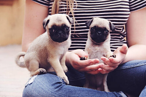 Pug Puppies in Ahmedabad Pug Puppies in Ahmedabad