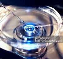 embryo-transfer 5