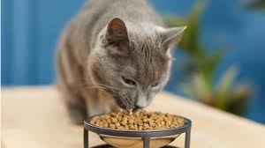 cat dry food cat dry food