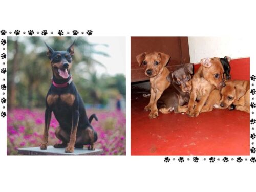 Miniature Pinscher Puppies For Sale In Surat Miniature Pinscher Puppies For Sale In Surat