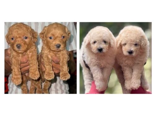 Poodle Puppies for Sale In Noida Poodle Puppies for Sale In Noida