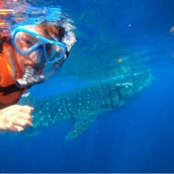 Whale Shark Tours in Cancun