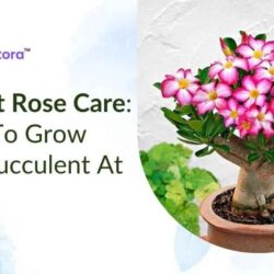 desert-rose-care (1)