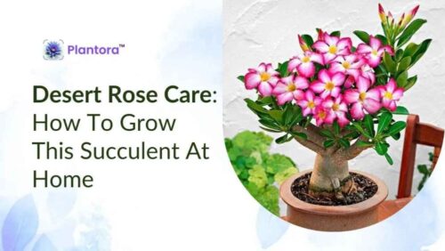 desert-rose-care (1) desert-rose-care (1)
