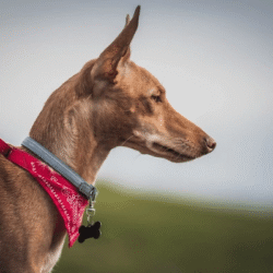 side-view-portrait-adorable-obedient-600nw-2267728351