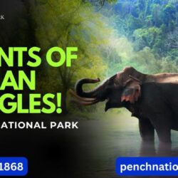 Pench web 2.o -4(1)