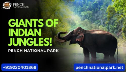 Pench web 2.o -4(1) Pench web 2.o -4(1)