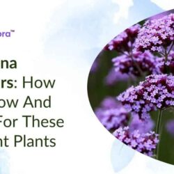 verbena-flowers (1)