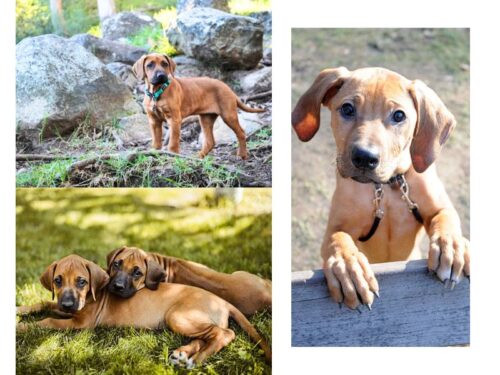 Rhodesian Ridgeback Puppies For Sale In Vadodara Rhodesian Ridgeback Puppies For Sale In Vadodara