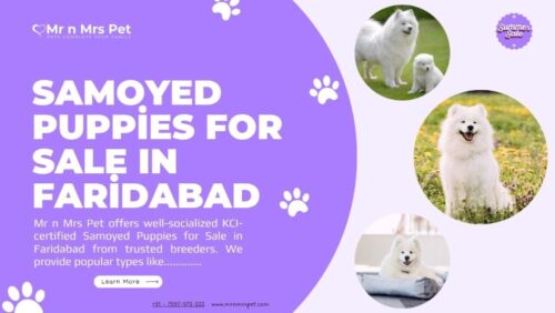 Samoyed Puppies For Sale In Faridabad Samoyed Puppies For Sale In Faridabad