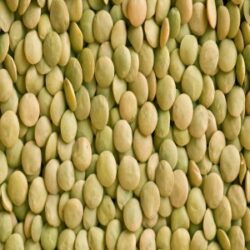 Premium Quality Green LentilsRESIZE