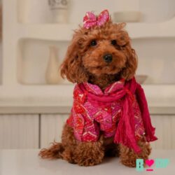 Festive Dog clothes