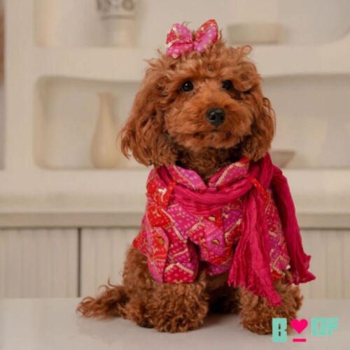 Festive Dog clothes Festive Dog clothes