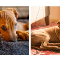 Rhodesian Ridgeback Puppies For Sale In Ludhiana