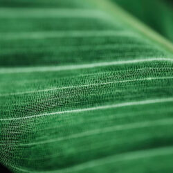 green shade net (1)