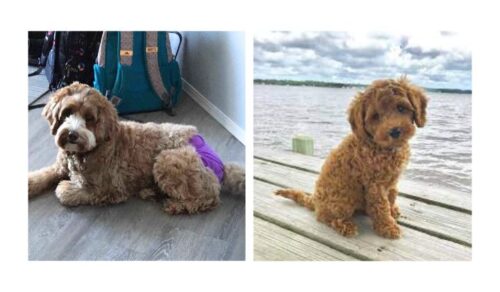 Labradoodle Puppies For Sale In Ludhiana Labradoodle Puppies For Sale In Ludhiana