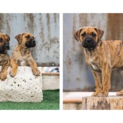 Presa Canario Puppies For Sale In Ludhiana
