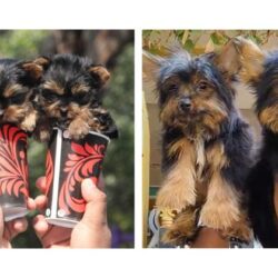 Yorkshire Terrier Puppies For Sale In Ludhiana