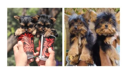 Yorkshire Terrier Puppies For Sale In Ludhiana Yorkshire Terrier Puppies For Sale In Ludhiana
