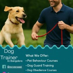 Mrn Mrs Pet Complete Your Family With a Pet