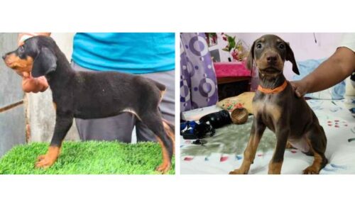 Doberman Pinscher Puppies For Sale In Vadodara Doberman Pinscher Puppies For Sale In Vadodara