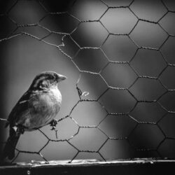 chicken wire (1) (1)
