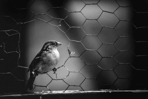 chicken wire (1) (1) chicken wire (1) (1)