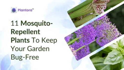 mosquito-repellent-plants (1) mosquito-repellent-plants (1)