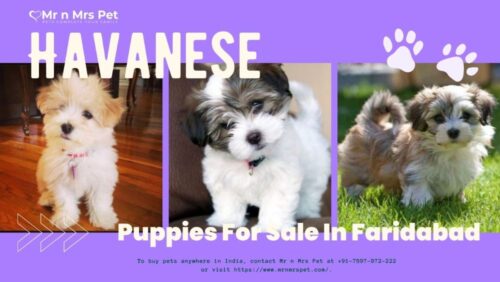 Havanese Puppies For Sale In Faridabad Mr n Mrs Pet Havanese Puppies For Sale In Faridabad Mr n Mrs Pet