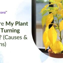 plant-leaves-turning-yellow (1)