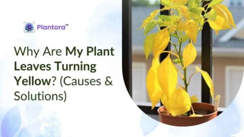 plant-leaves-turning-yellow (1) plant-leaves-turning-yellow (1)