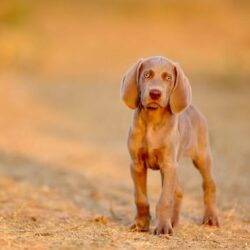 Weimaraner Puppies For Sale In Faridabad