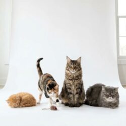 cat-age-in-human-years-chart