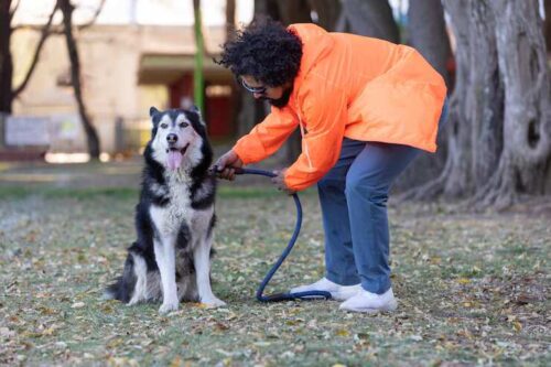 Dog Training Service in Bhubaneswar Dog Training Service in Bhubaneswar