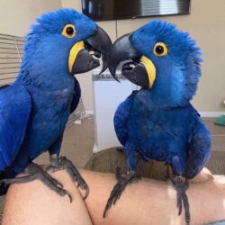 Hyacinth Macaw.,