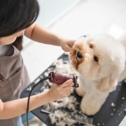 grooming service 552787