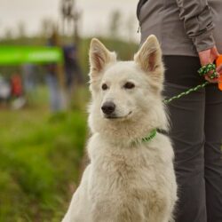 Dog Training Service in Kochi