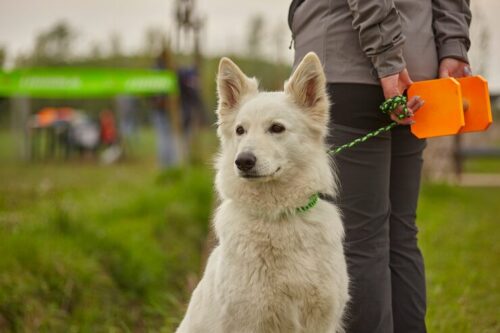 Dog Training Service in Kochi Dog Training Service in Kochi